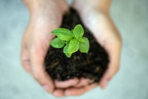 A photo of someone's hands gently holding a pile of soil with a seedling growing from it. Photo by Jennifer Delmarre on Unsplash.