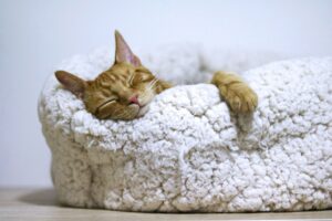 An orange cat sleeps snugly in a fluffy, woollen bed.