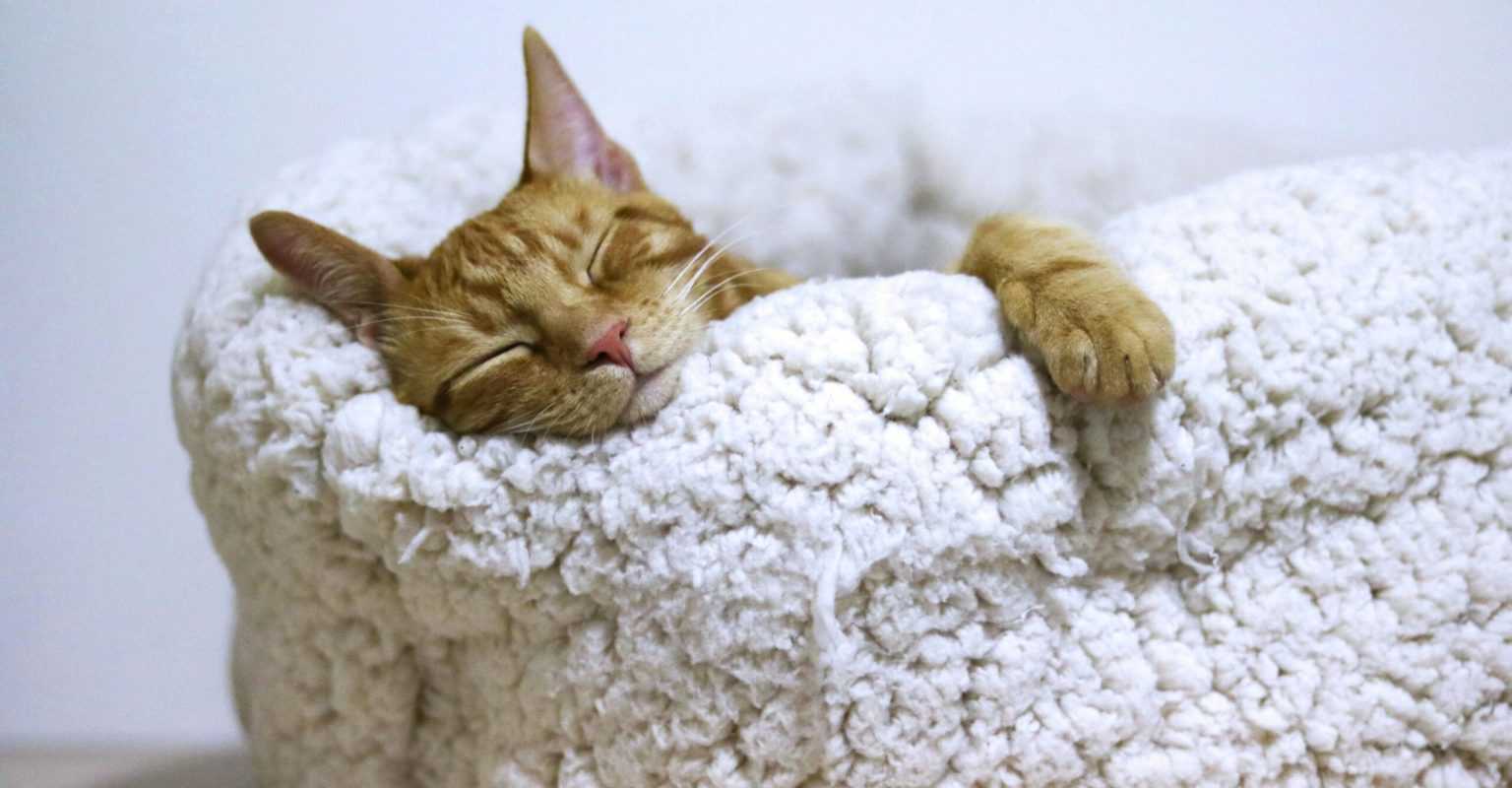 An orange cat sleeps snugly in a fluffy, woollen bed.